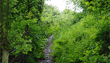 Steep track leading down through the woods