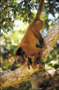 Macaco-guariba preto, Brasil (Foto: Sigi Weisel, Pro Wildlife)