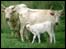 Chillingham wild white cattle group