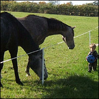 Horses and Archie