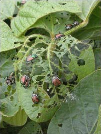 Folha de soja consumida por insetos (Cortesia Evan DeLucia)