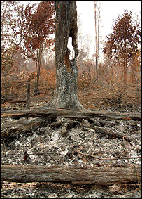 دلدلی علاقہ