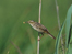 Aquatic Warbler