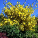 Laburnum x watereri ‘Vossii’, Voss’s laburnum