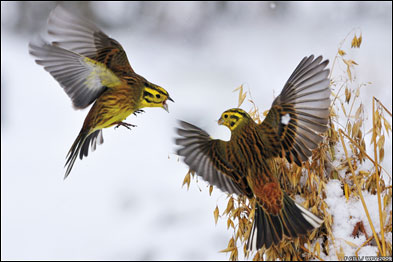 Fergus Gill/ Veolia Environnement Wildlife Photographer of the Year 2009/ Veolia Environnement Wildlife Photographer of the Year é propriedade do Natural History Museum e BBC Wildlife Magazine 