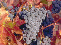 Виноград