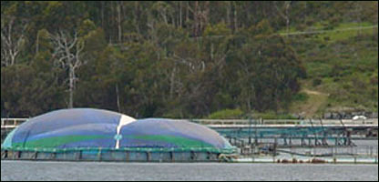 فارم پرورش ماهی 