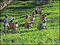 Tea plantation workers in Sri Lanka
