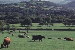 Image: rural scene