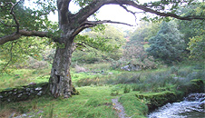 Oak tree and trail
