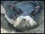 Hippo in the mud