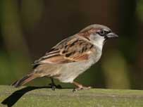 House Sparrow