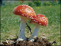 Fly Agaric