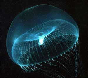 Aequorea victoria by Dr Steven Haddock