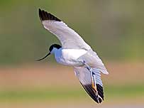 Avocet (Image c/o RSPB Images)