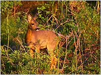 Deer in Thetford Forest c/o Thetford Forest