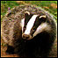 Badger