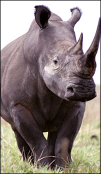 Tê giác (hình minh họa của BBC)