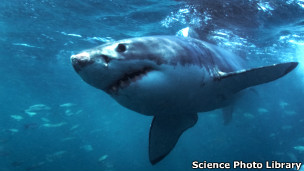 بسیاری از حملات  در استرالیا توسط کوسه‌های سفید انجام می‌شود