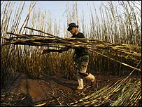 Şeker kamışı işçisi