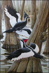 Representação artística do pica-pau bico de marfim