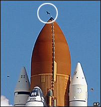 Discovery'in havalanmasından çok kısa süre önce mekiğin yakıt tankının üzerinde bulunan kuş