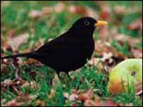 Blackbird and apple, courtesy RSPB