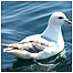 Fulmar c/o Turus Mara