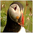 Puffin