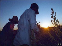 Trabalhadores rurais hispânicos nos EUA