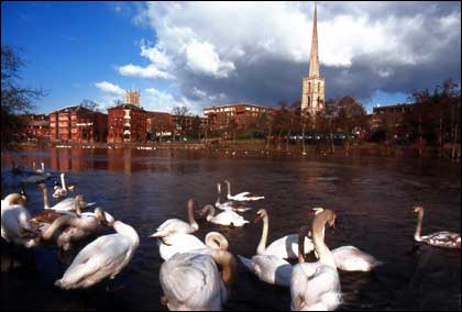 Swans on the River Severn - picture by Jim Collier