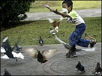 Em bé Indonesia chơi với chim bồ câu