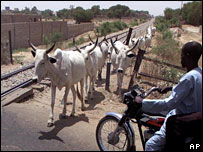 Cảnh nông thôn tại Nigeria