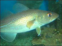 Популяції тріски в Європі майже зникли