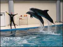 Istanbul Dolphinarium
