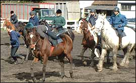 Horse fun at Warwick Riding School 