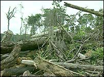 Desmatamento da Amazônia