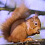 Activities (Image: Red Squirrel)