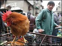 Galo em mercado de Xangai