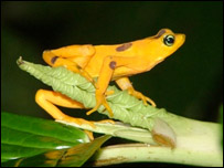 Sapo dourado panamenho (Atelopus Zeteki)/Foto: Forrest Brem