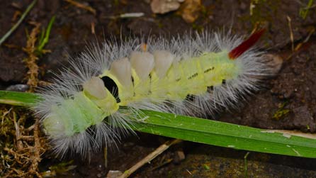 Lindys y Siobin gwelw