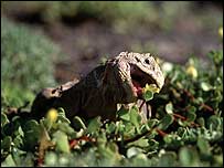 Iguana em Galápagos