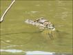 Jacaré no Amazonas (Foto: Walking the Amazon.com)
