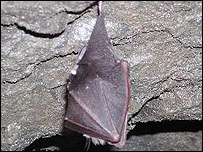 चमगादड़