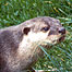 Otter