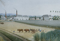 Llun o blanhigfa Denbigh sydd ym meddiant Castell Penrhyn