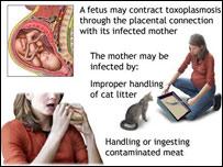 توکسوپلازموزس او مېدواره مېرمنه