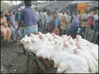 मुर्गीपालन