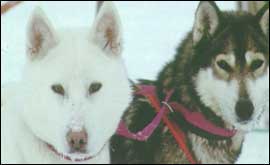 Huskies