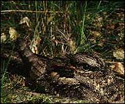 Nightjar